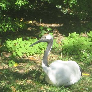 Oct. 2013 - Crane Island - Red-crowned Crane
