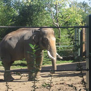 Oct. 2013 - Elephant Reserve - Sabu
