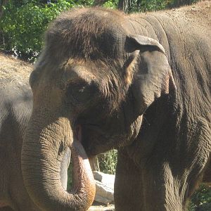 Oct. 2013 - Elephant Reserve - Jati