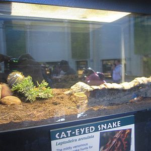 Oct. 2013 - Reptile House - Cat-eyed Snake Exhibit