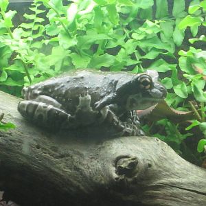 Oct. 2013 - Reptile House - Amazon Milk Frog