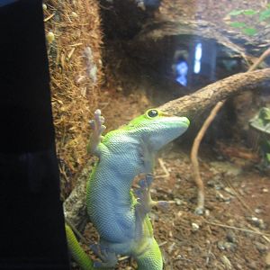 Oct. 2013 - Reptile House - Madagascar Giant Day Gecko