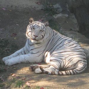 Oct. 2013 - Cat Canyon - White Tiger