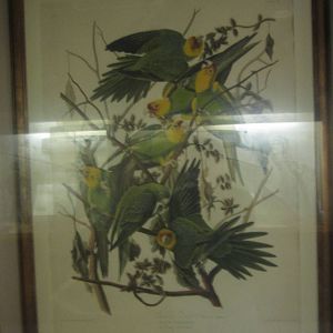 Oct. 2013 - Passenger Pigeon Memorial - Carolina Parakeets by John James