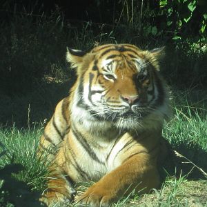 Oct. 2013 - Cat Canyon - Malayan Tiger