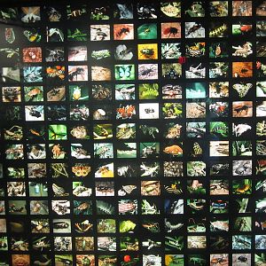 Oct. 2013 - World of the Insect