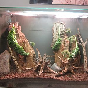 Oct. 2013 - World of the Insect - Grey Bird Grasshopper Exhibit