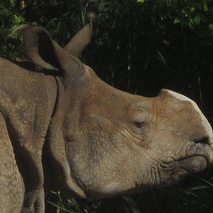 Oct. 2013 - Rhino Reserve - Nikki