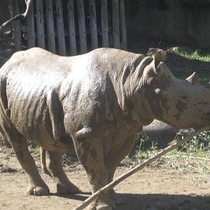 Oct. 2013 - Rhino Reserve - New Black Rhino, Seyia