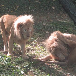 Oct. 2013 - White Lions of Timbavati - Sunshine + Future