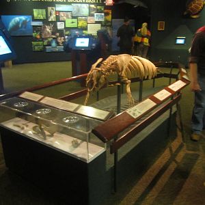 Oct. 2013 - Manatee Springs - Manatee Skeleton