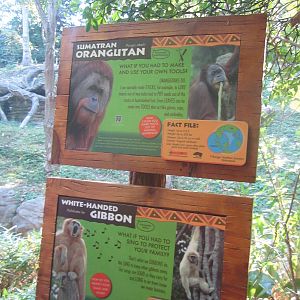 Oct. 2013 - Jungle Trails - New Orangutan and Gibbon signs