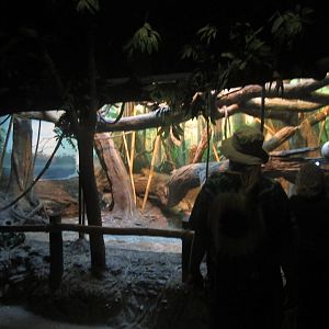 Oct. 2013 - Jungle Trails - Coquerel's Sifaka Indoor Exhibit Viewing