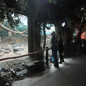 Oct. 2013 - Jungle Trails - Bonobo Indoor Exhibit Vieiwng