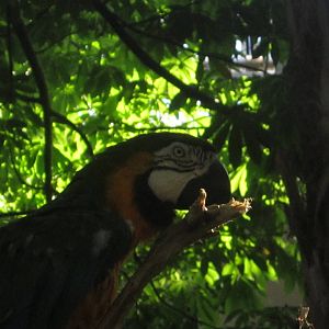 Oct. 2013 - Discovery Forest - Blue-and-gold Macaw