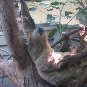 Oct. 2013 - Discovery Forest - Linnaeus's Two-toed Sloth
