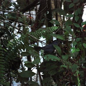 Grey Catbird, Western Everglades/Big Cypress, October 2013