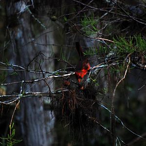 Northern Cardinal, Western Everglades/Big Cypress, October 2013