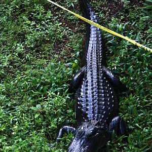 American Alligator, Western Everglades/Big Cypress, October 2013