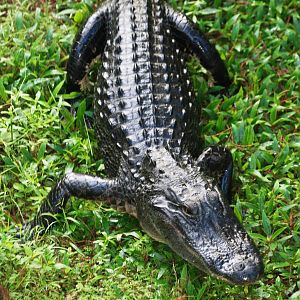 American Alligator, Western Everglades/Big Cypress, October 2013