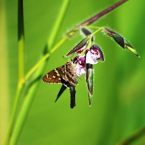 Long-tailed Skipper, Western Everglades/Big Cypress, October 2013