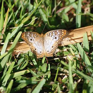 White Peacock Butterfly, Western Everglades/Big Cypress, October 2013