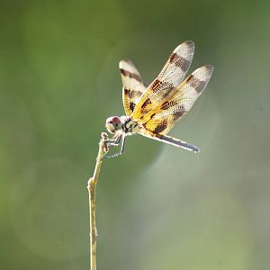 Hallowe'en Pennant, Western Everglades/Big Cypress, October 2013