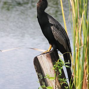 Anhinga, Western Everglades/Big Cypress, October 2013