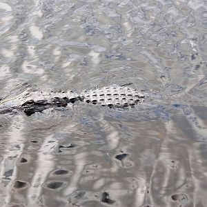 American Alligator, Western Everglades/Big Cypress, October 2013