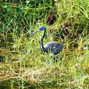 Tricoloured Heron, Western Everglades/Big Cypress, October 2013