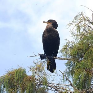 Double-crested Cormorant, Western Everglades/Big Cypress, October 2013