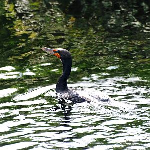 Double-crested Cormorant, Western Everglades/Big Cypress, October 2013