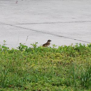 Palm Warbler, Western Everglades/Big Cypress, October 2013