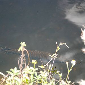 Florida Gar, Western Everglades/Big Cypress, October 2013