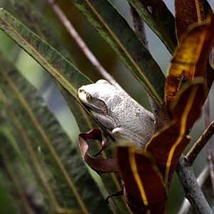 Pine Woods Tree Frog, Western Everglades/Big Cypress, October 2013