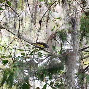 Great Crested Flycatcher, Western Everglades/Big Cypress, October 2013