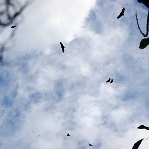 Vultures Circling, Western Everglades/Big Cypress, October 2013