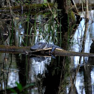 American Alligator, Western Everglades/Big Cypress, October 2013