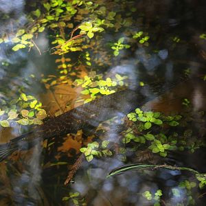 Florida Gar, Western Everglades/Big Cypress, October 2013