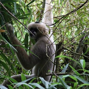 female Northern white-cheeked gibbon