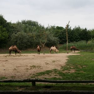 Camels