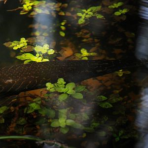 Florida Gar, Western Everglades/Big Cypress, October 2013