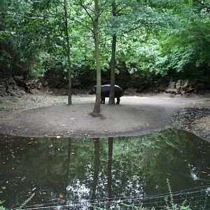 male pygme hippo