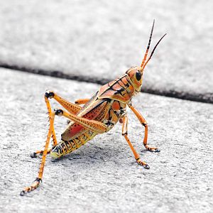 Lubber Grasshopper, Western Everglades/Big Cypress, October 2013
