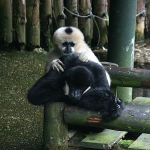 pair of Northern white-cheeked gibbon