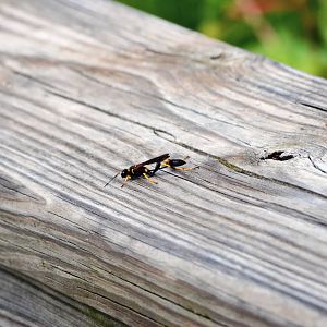 Black-and-Yellow Mud Dauber, Western Everglades/Big Cypress, October 2013