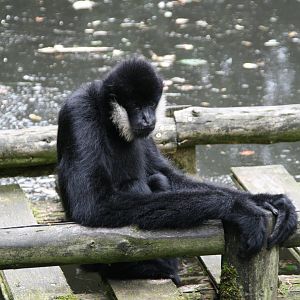 male Northern white-cheeked gibbon