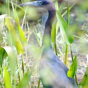 Little Blue Heron, Western Everglades/Big Cypress, October 2013