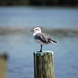 Laughing Gull, Western Everglades/Big Cypress, October 2013