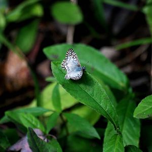 Tropical Chequered Skipper, Western Everglades/Big Cypress, October 2013